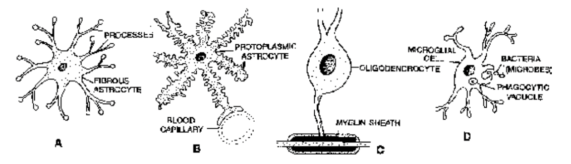 Nervous Tissue